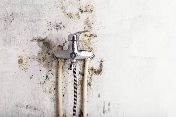 Best Residential Mold Removal  in Grandy, NC
