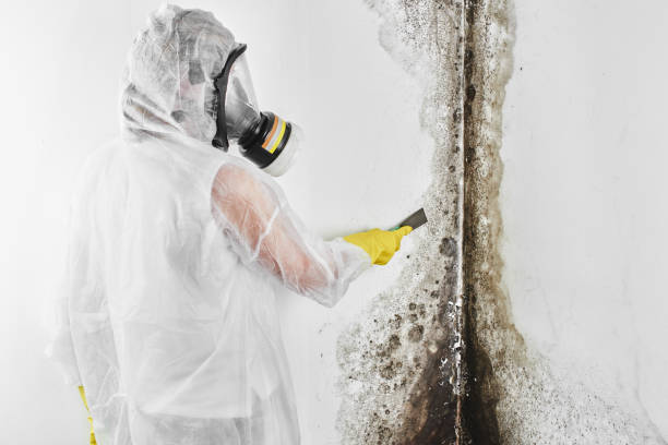 Best Best Mold Removal Companies  in Grandy, NC