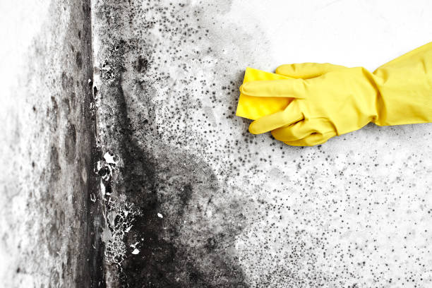 Best Mold Cleaning Services  in Grandy, NC