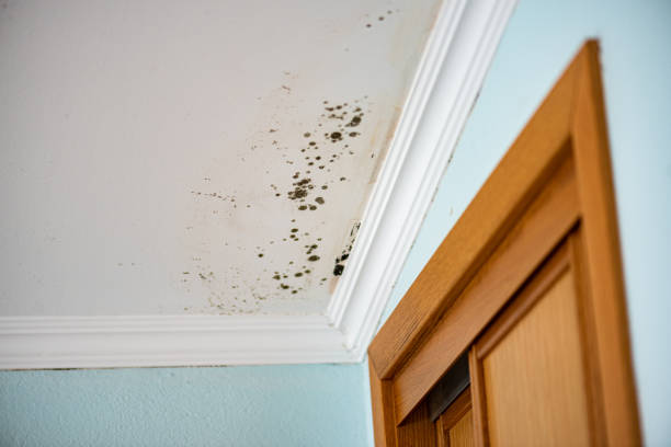 Professional Mold Removal in Grandy, NC