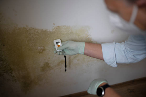 Best Mold Damage Repair  in Grandy, NC