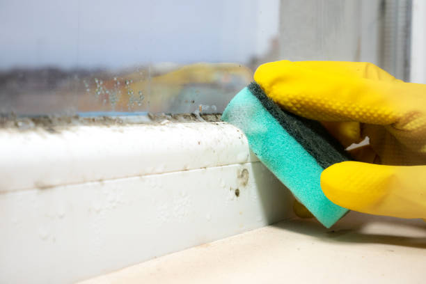 Best Same-Day Mold Removal  in Grandy, NC