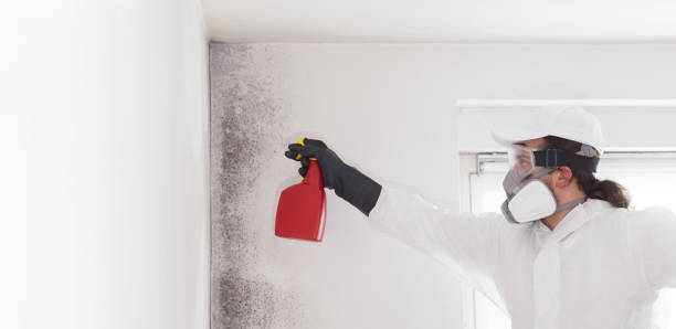 Best Office Mold Removal Services  in Grandy, NC