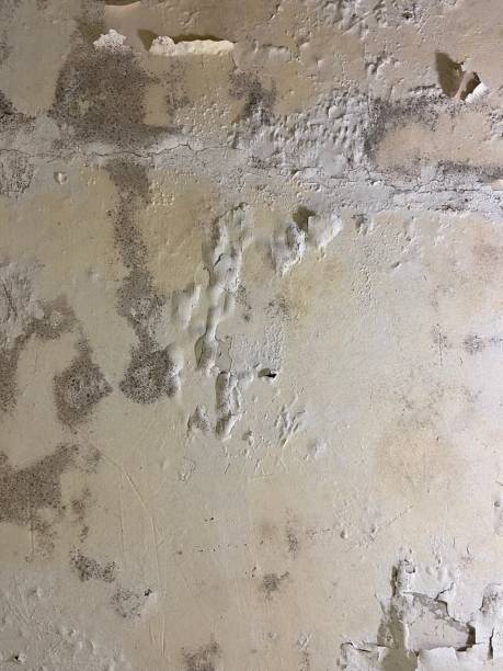 Best Mold Testing  in Grandy, NC