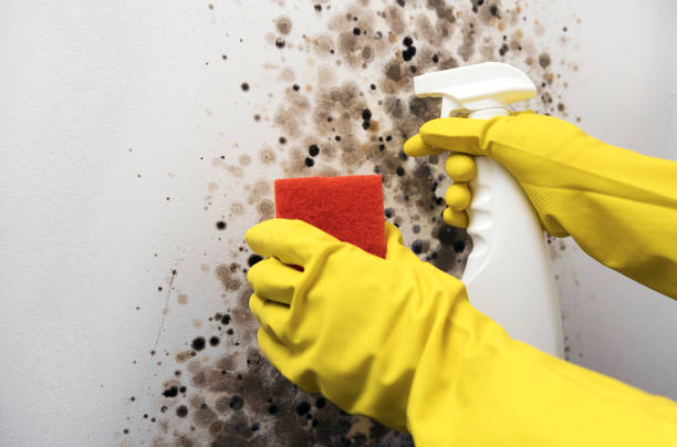 Best Crawl Space Mold Removal  in Grandy, NC