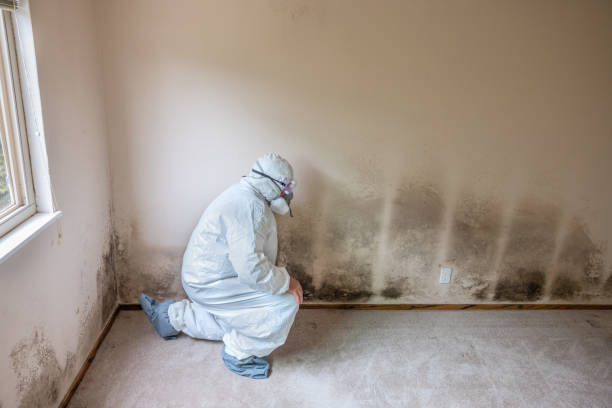 Best Mold Removal Company Near Me  in Grandy, NC