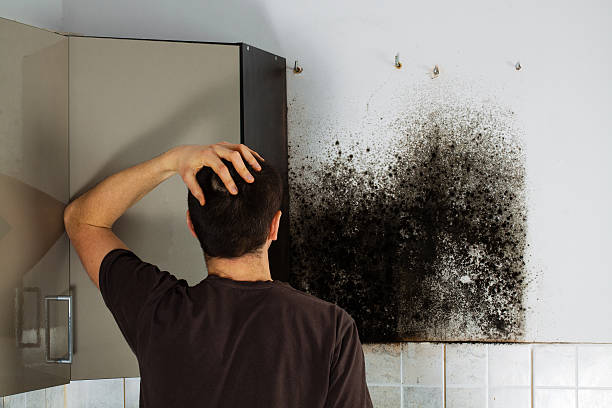 Best Mold Damage Repair  in Grandy, NC