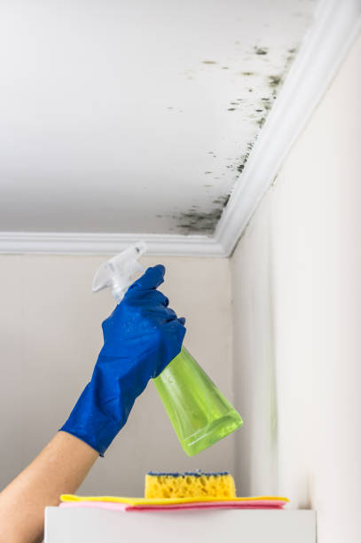 Best Water Damage Restoration  in Grandy, NC